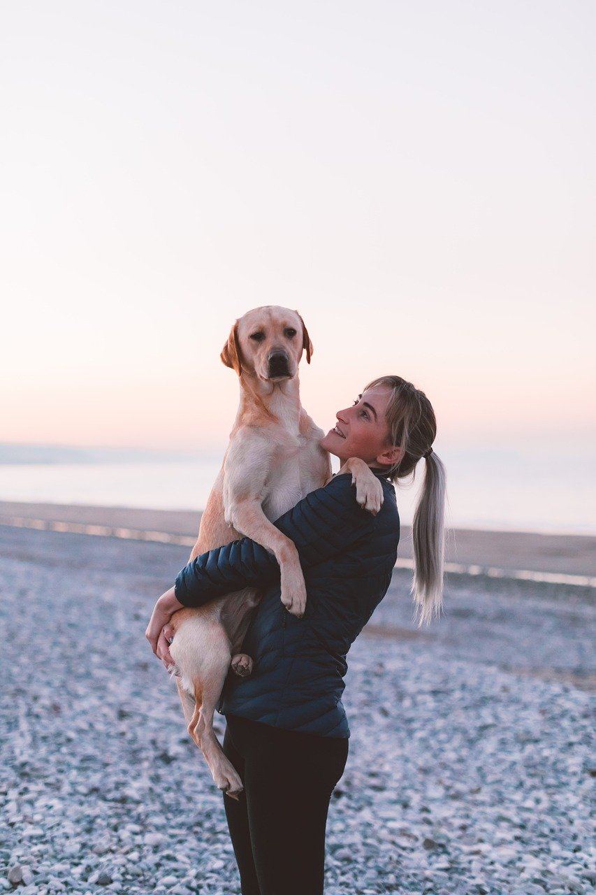 dog, pet, animal, portrait, puppy, labrador, cute, nature, outdoors, model, beach dog, beach, woman, ocean, summer, sunny, seashore, vacation, sea, dog, dog, dog, dog, dog, labrador, beach dog, woman