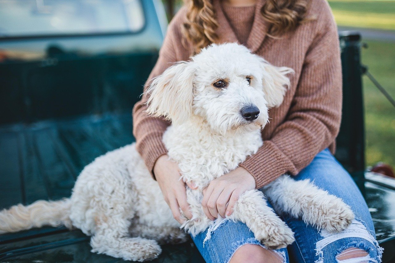 dog, woman, owner, pet, companion, friends, friendship, canine, fur, furry, furry dog, animal, mammal, adorable, cuddle, cute