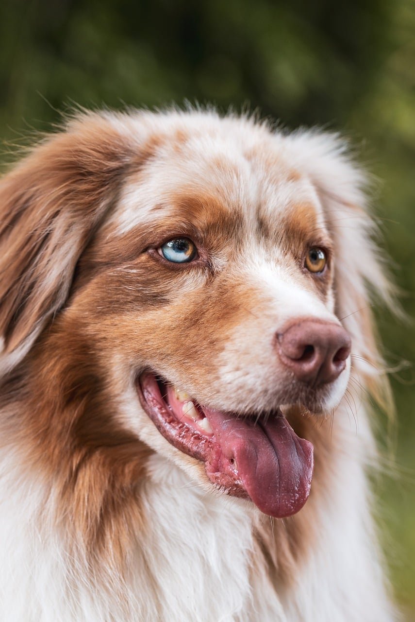 dog, animal, pet, nature, domestic animal, animal photography
