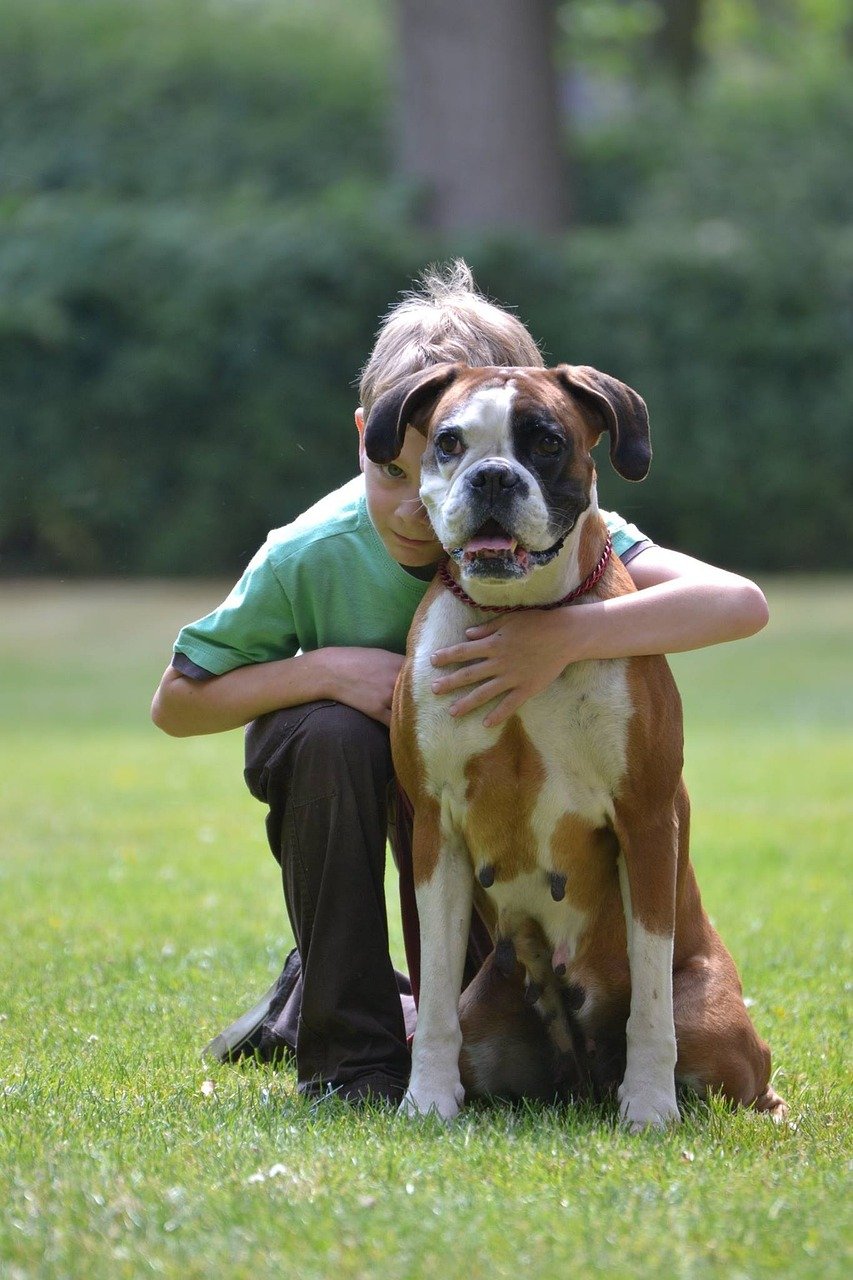 boxer, german boxer, dog look, pet, domestic animal, dog, boxer dog, child and dog, cuddle, animal, dog and child, child, children, friendship, loyal to, loyalty